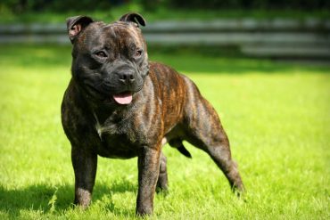 Staffordshire BullTerrier