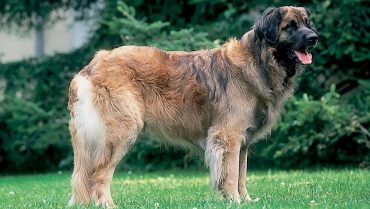 leonberger
