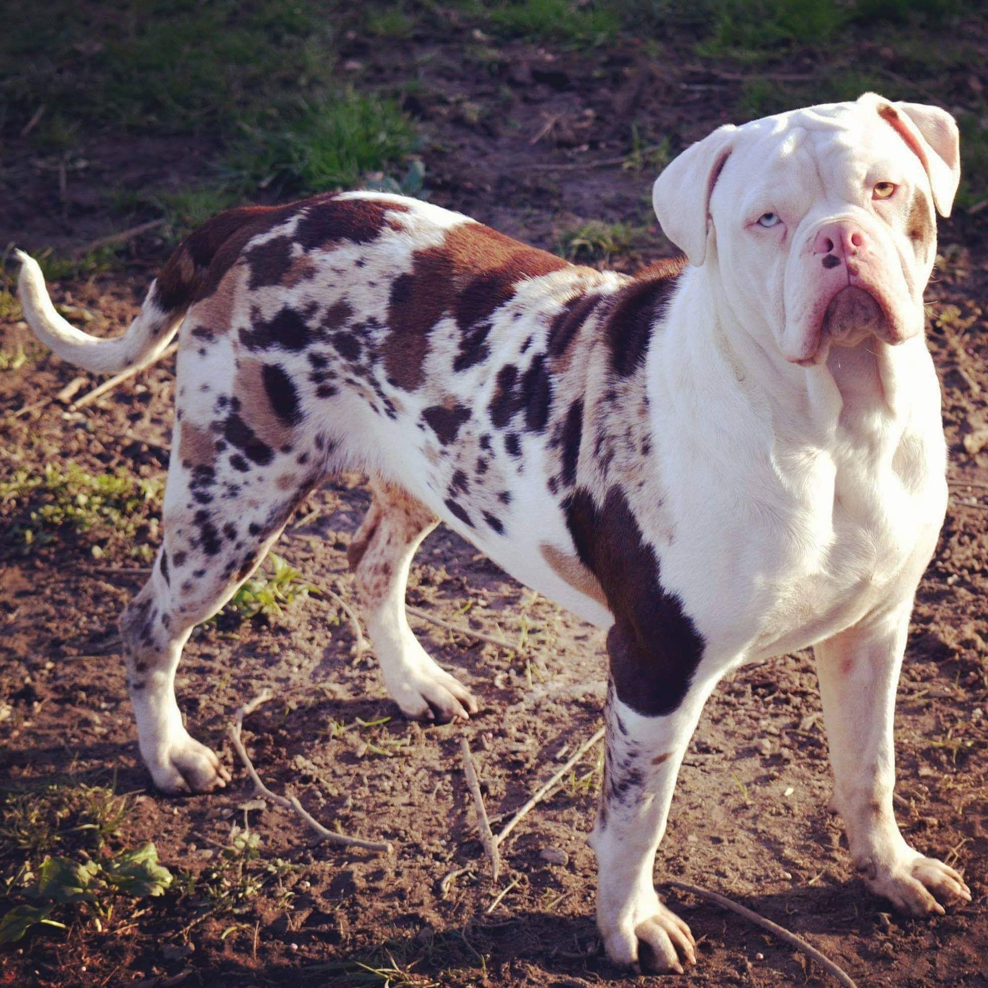 Alapaha-Blue-bulldog