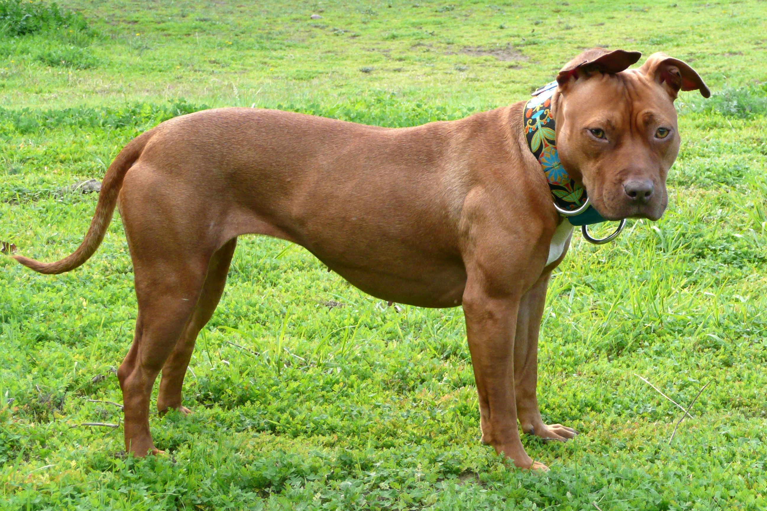 american pitbull terrier