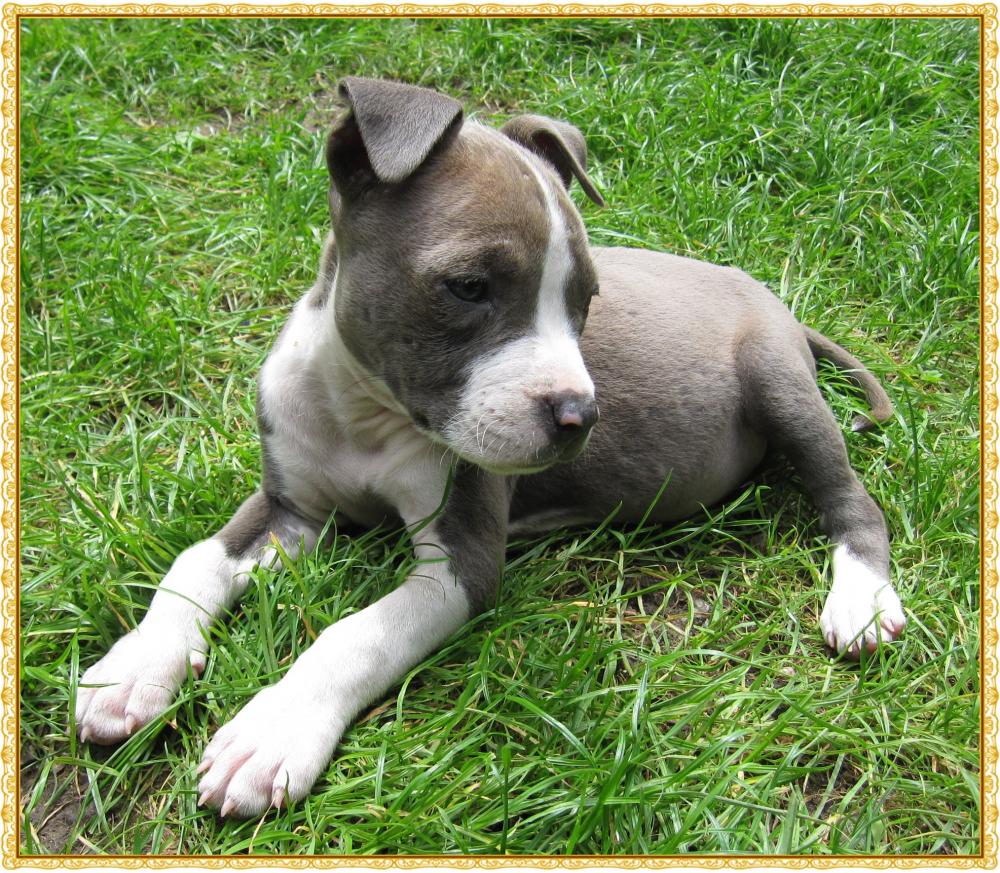 american staffordshire terrier