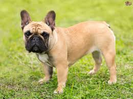 bouledogue francais