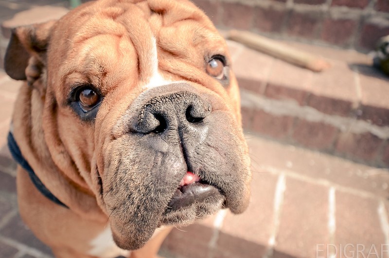 bulldog continental