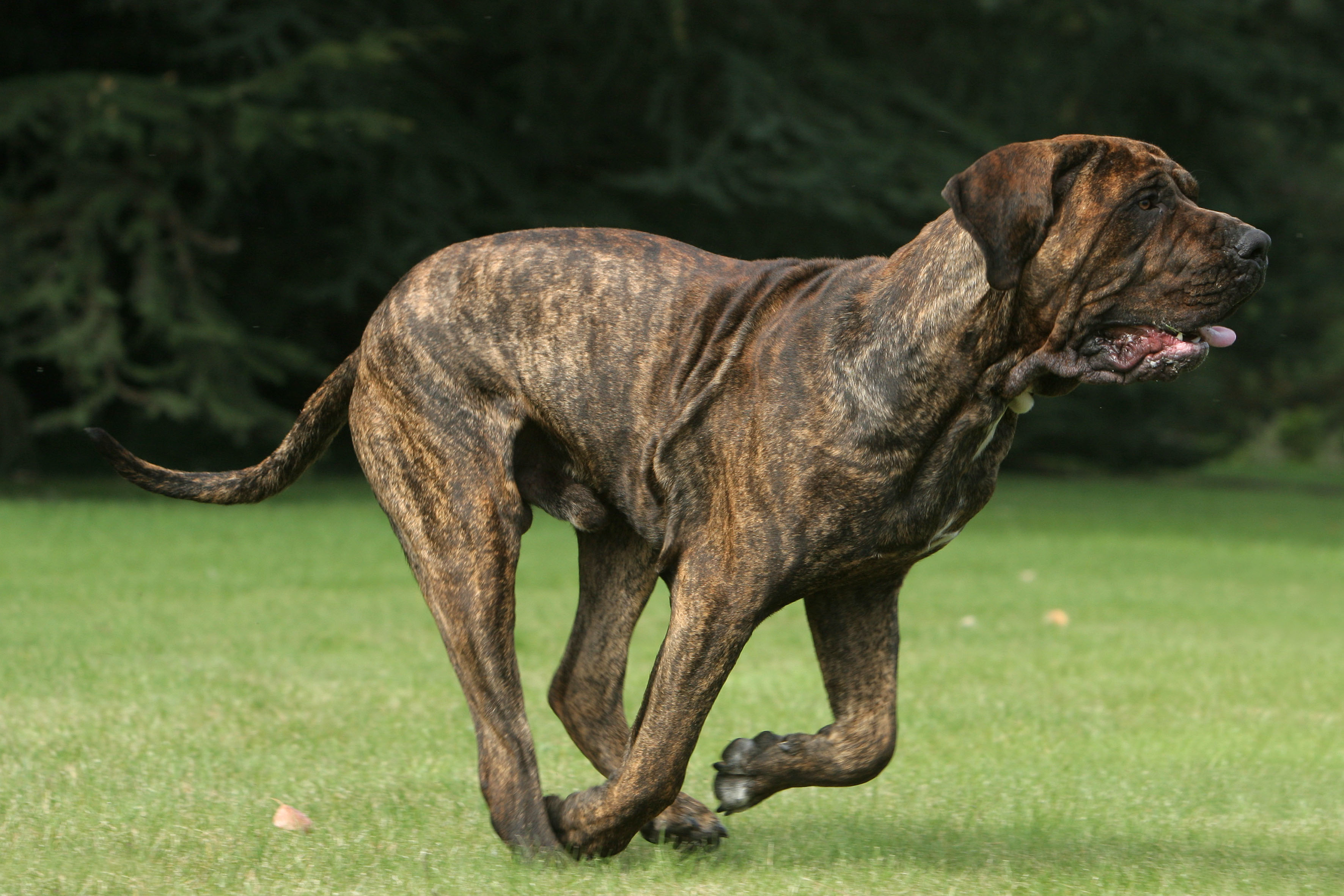 dogue brasileiro