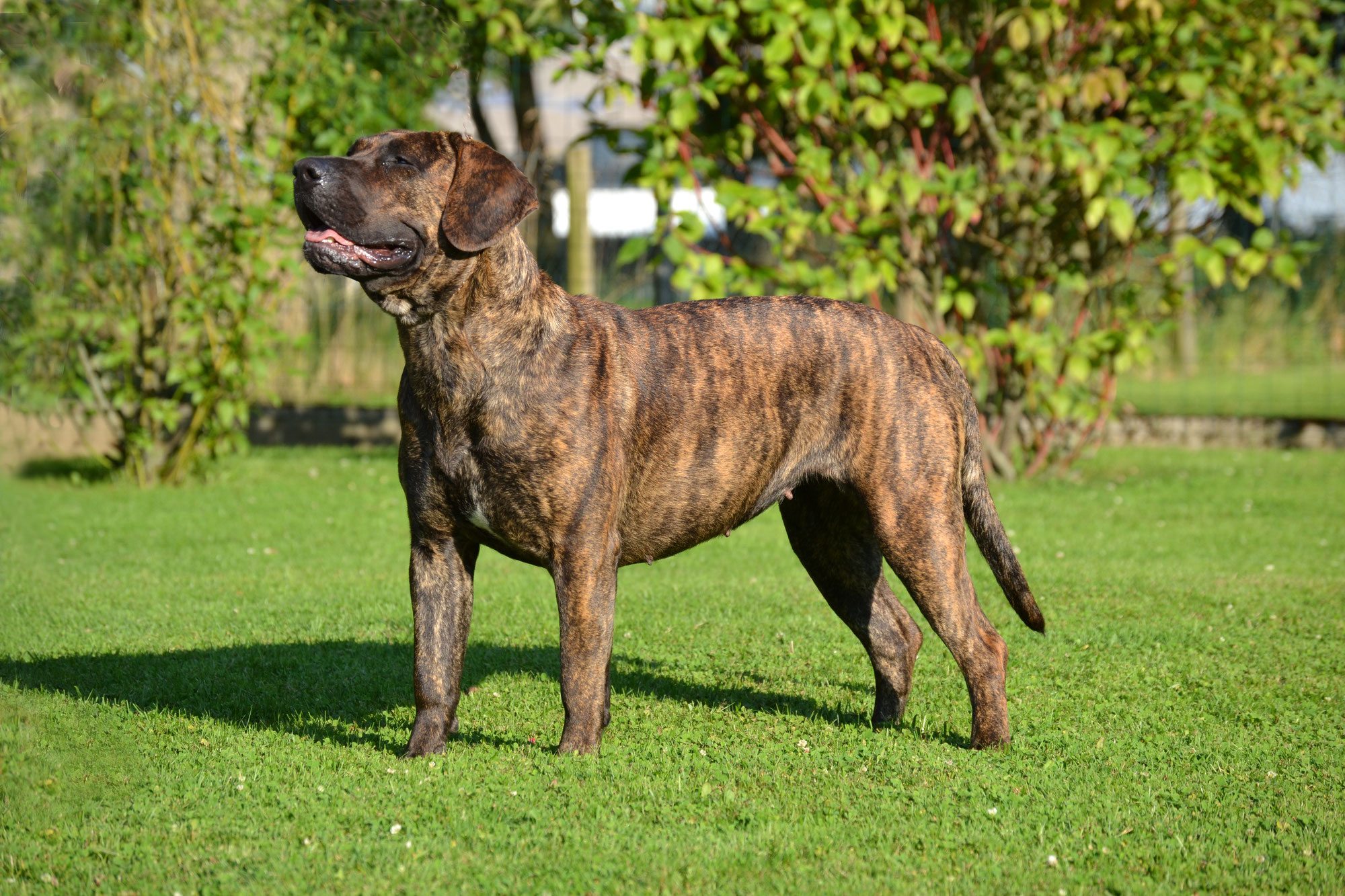 dogue canario