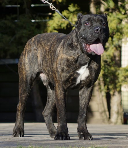 dogue canario