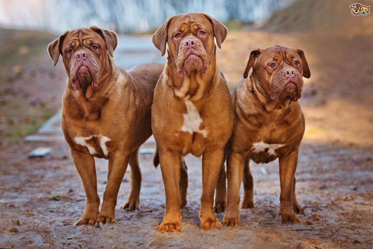 dogue de bordeaux