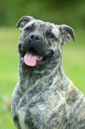 dogue de majorque