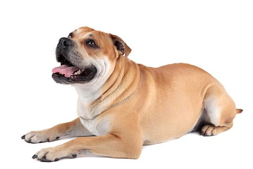 dogue de majorque
