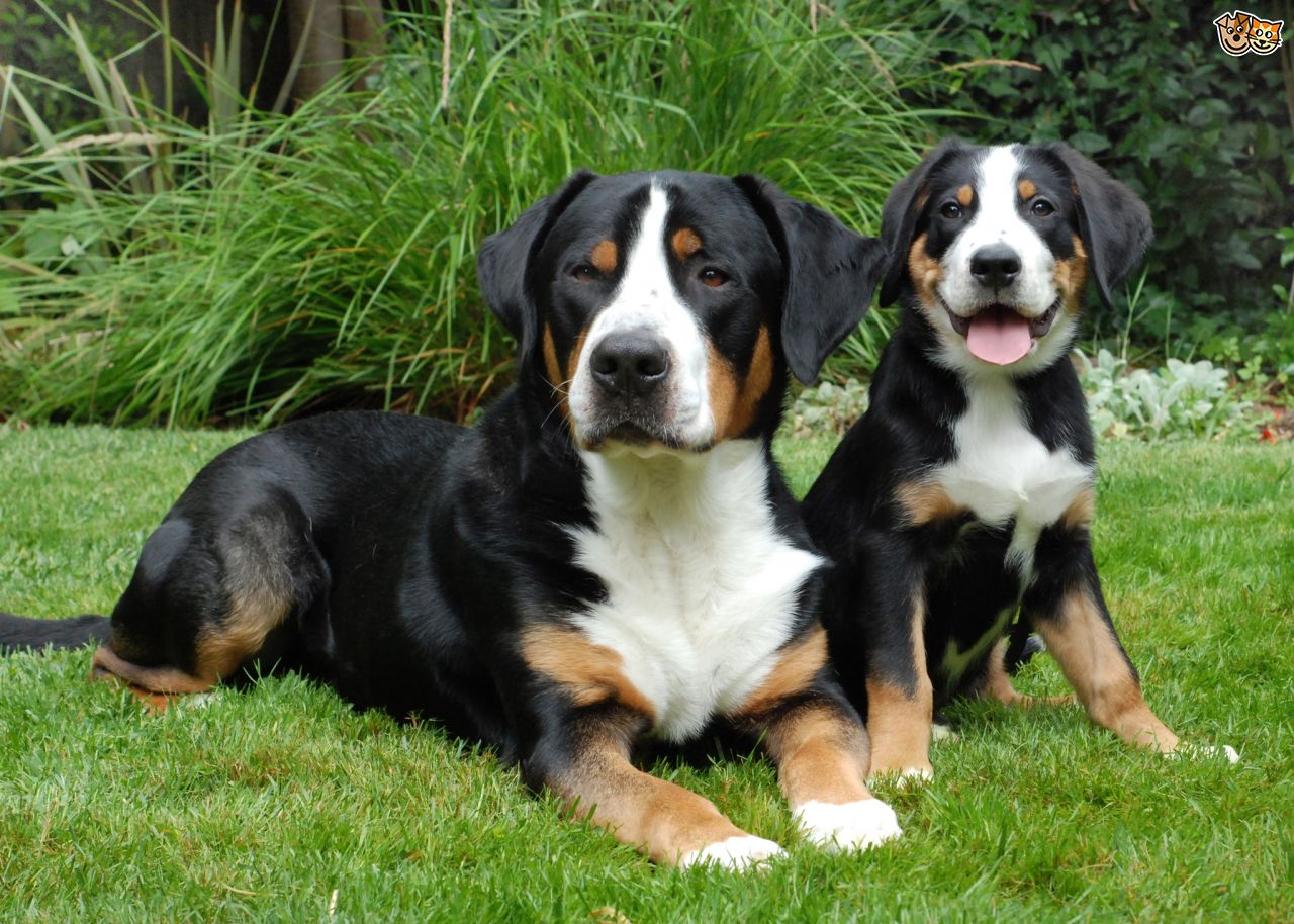 grand bouvier suisse