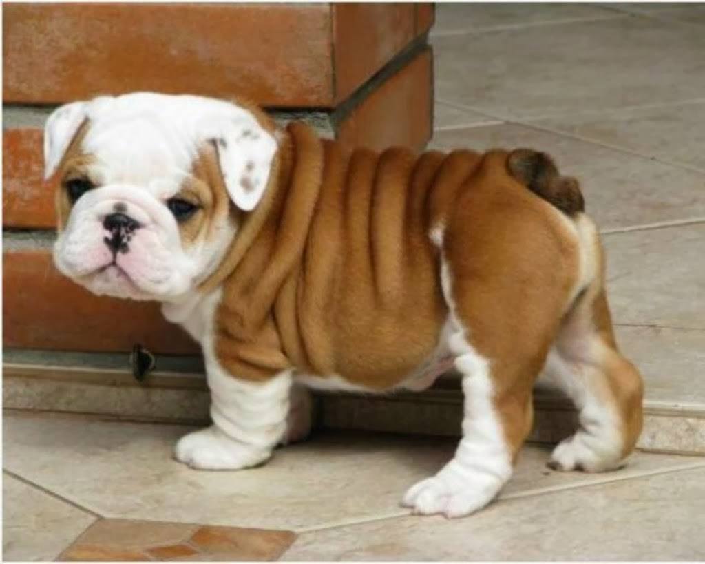 old english bulldog