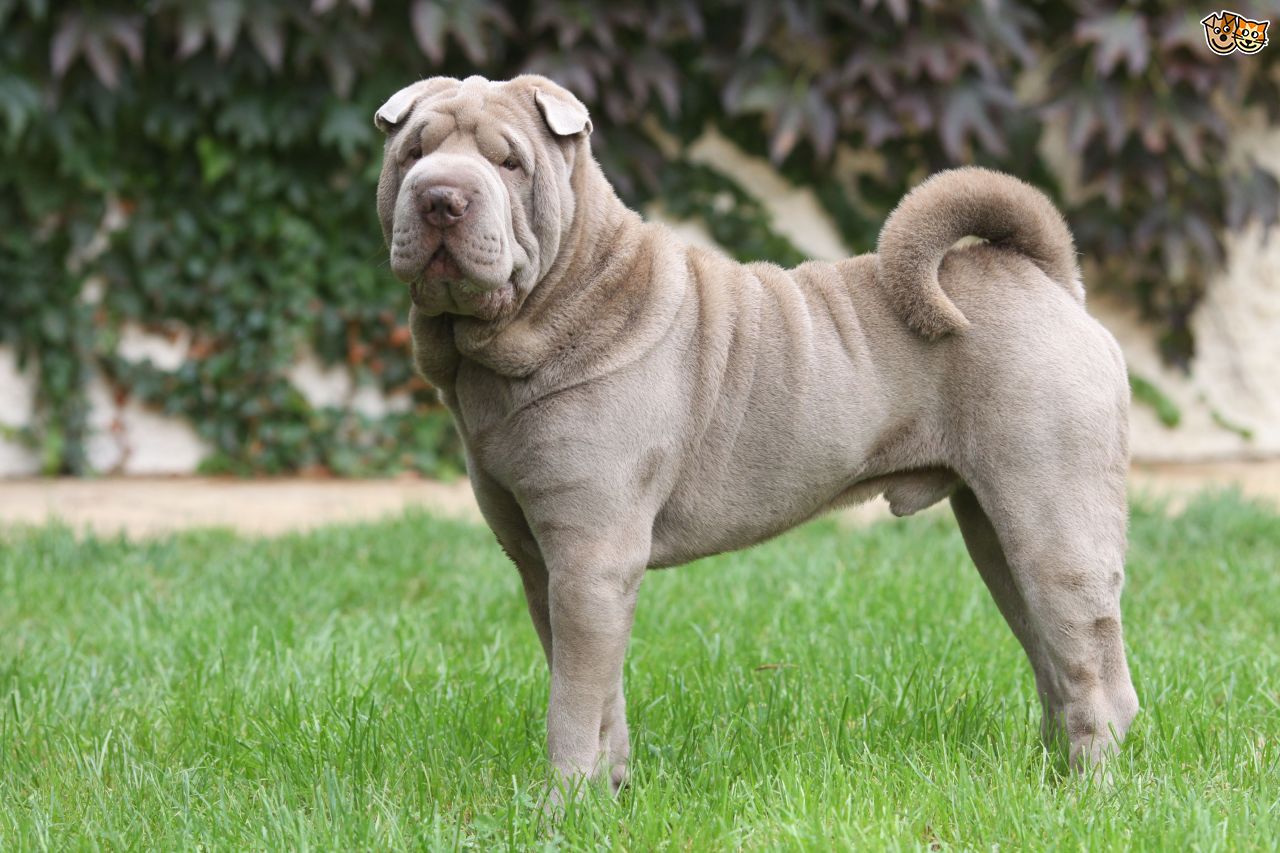 sharpei