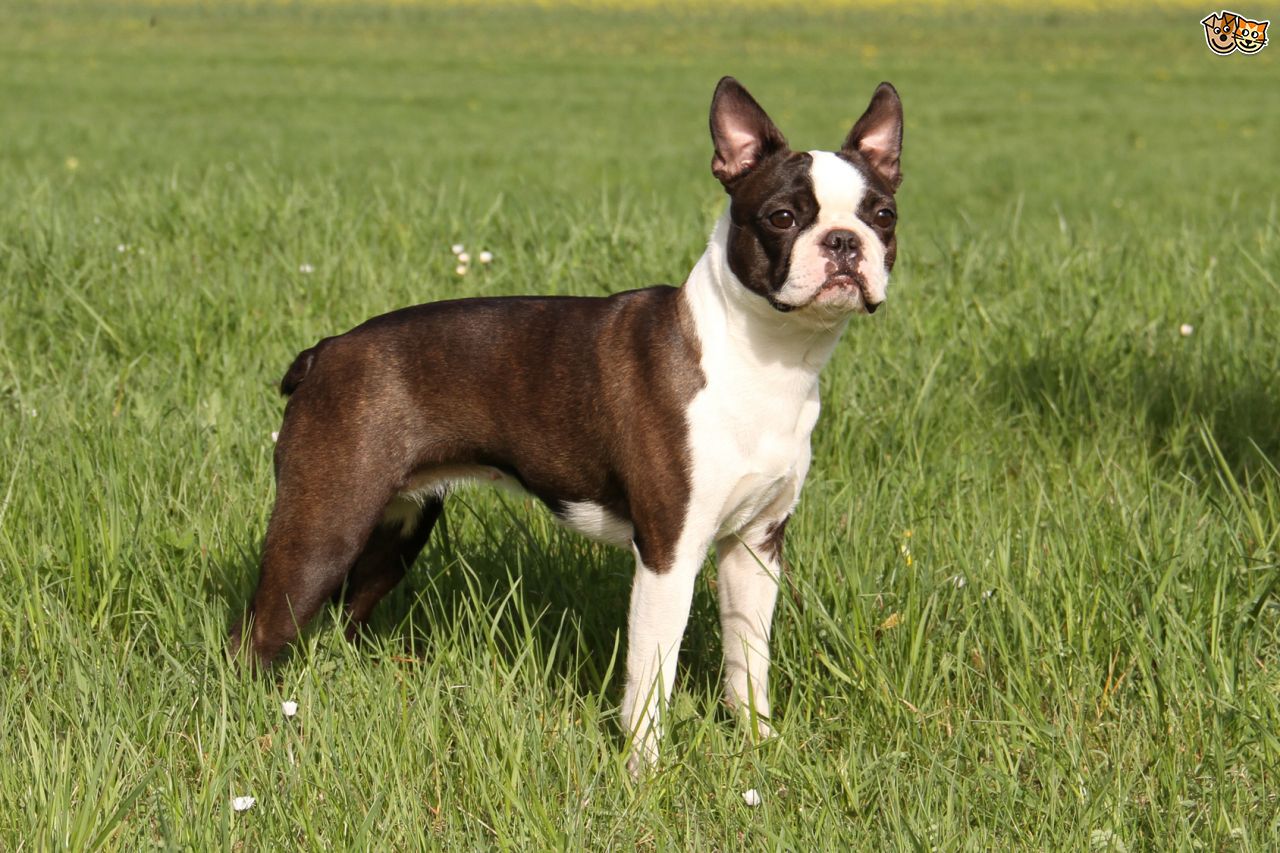 terrier du boston