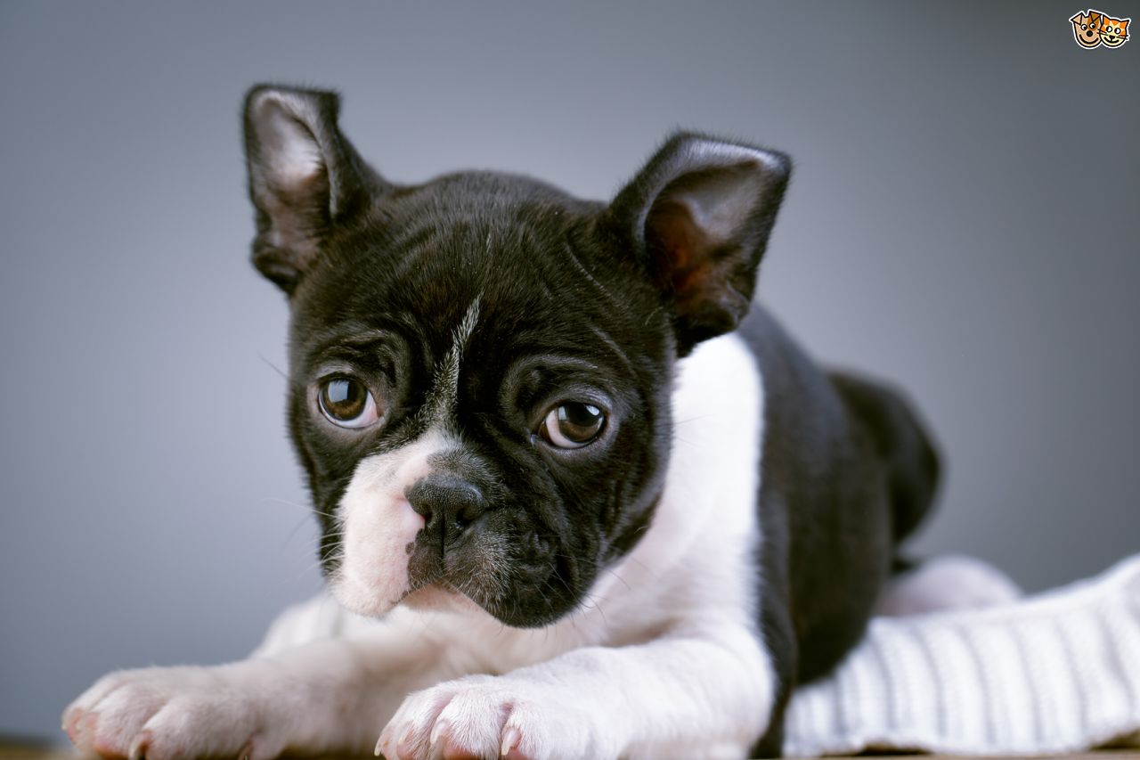 terrier du boston