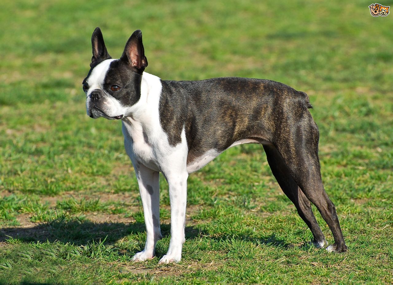 terrier du boston